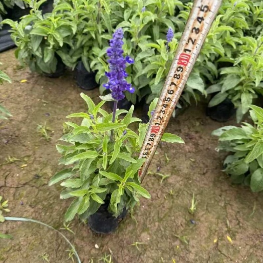 广州精品一串蓝花自产自销