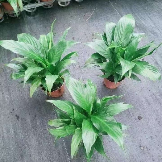 精品白掌基地自产自销