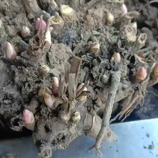 白芍芽 芍药芽 白芍芽头 可套种其他作物
