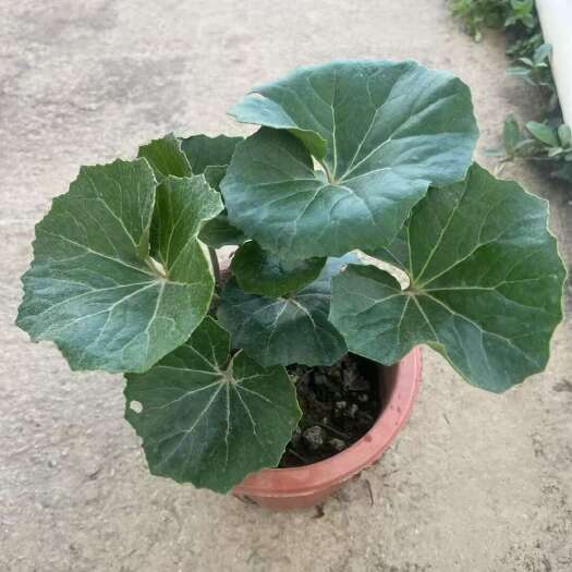 长沙精品大吴风草基地自产自销
