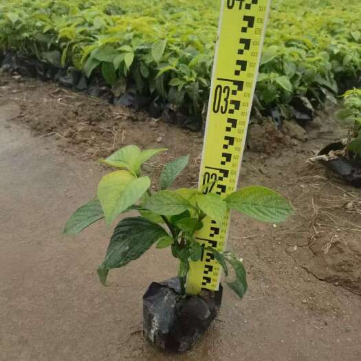 广州精品喜花草基地自产直销