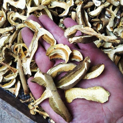 随县【美味牛肝菌】野生菌黄牛肝菌 原产地牛肝菌片干货 黄香菌批发