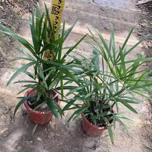 精品细叶棕竹基地自产自销