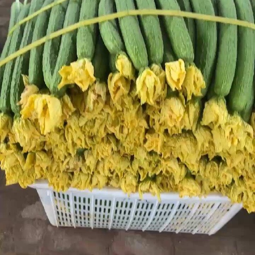 濮阳县精品鲜花丝瓜