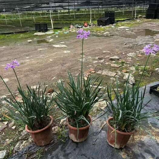 广州精品紫娇花基地自产自销