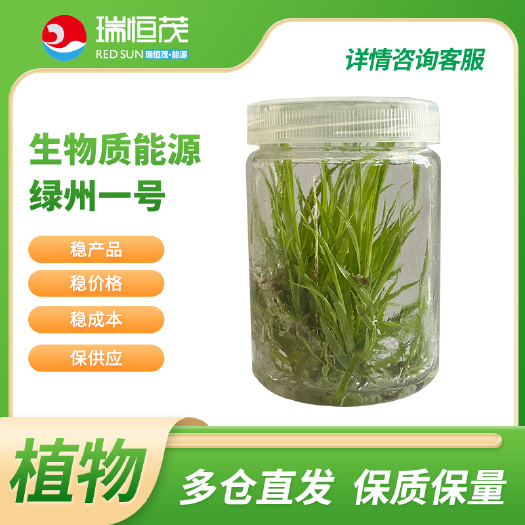 芦竹种苗高产能源植物经济作物，自有科研团队研发培育，经济价值