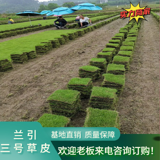 兰引三号草皮 湖南郴州基地直销 兰引三号草 大量供应