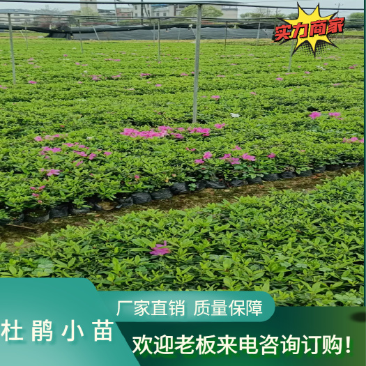 郴州湖南郴州毛杜鹃杯苗地苗 春鹃 厂家直销大量供应