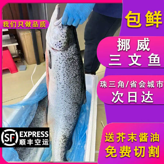 佛山冰鲜挪威三文鱼大西洋鲑日料刺身食材供应