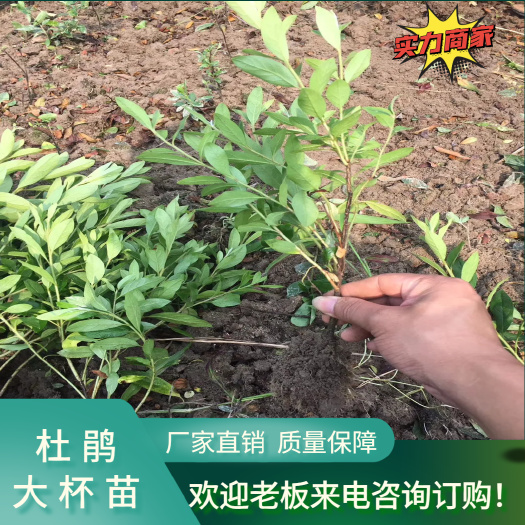 湖南郴州毛杜鹃大杯苗 基地直销 货源充足 大量供应