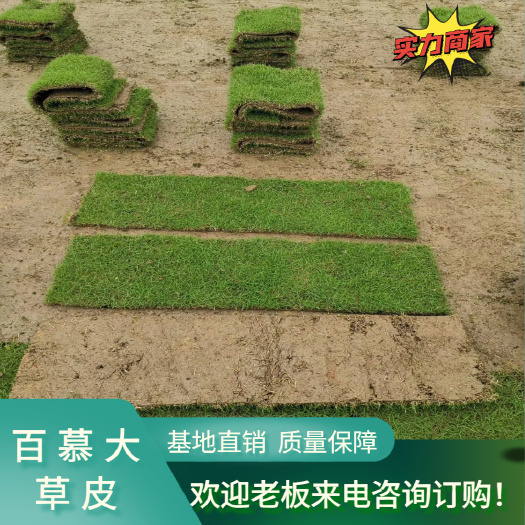 郴州湖南郴州百慕大草皮 基地直销 大量供应 耐寒耐旱耐踩踏