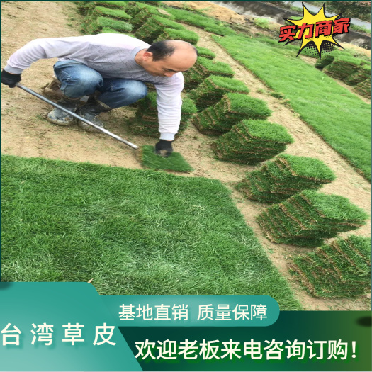 郴州二号草 耐寒耐旱耐踩踏 基地直销 大量供应 货源充足