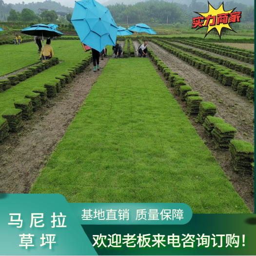 郴州马尼拉草皮 郴州青草皮 基地直销  货源充足，量大从优