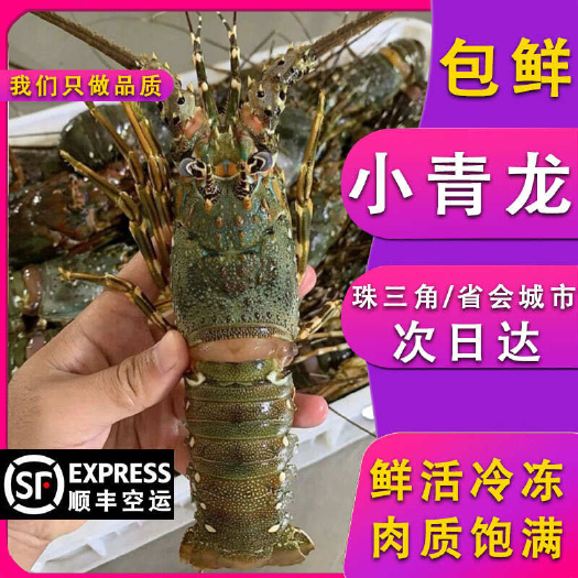 佛山鲜活冷冻小青龙虾酒店餐饮店食材供应