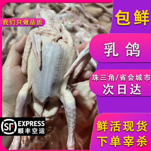佛山广东佛山新鲜乳鸽批发 高品质鸽肉送货上门