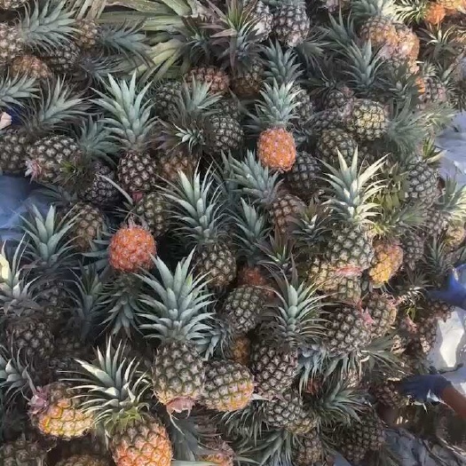 海口海南金钻凤梨17号，大量供应批发