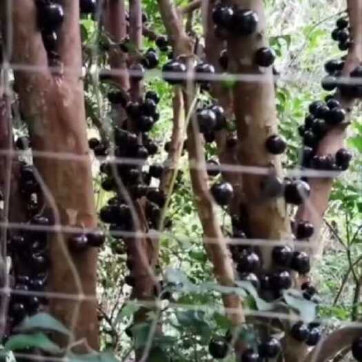 高州市广东高州自家果场种植的嘉宝果，不打农药