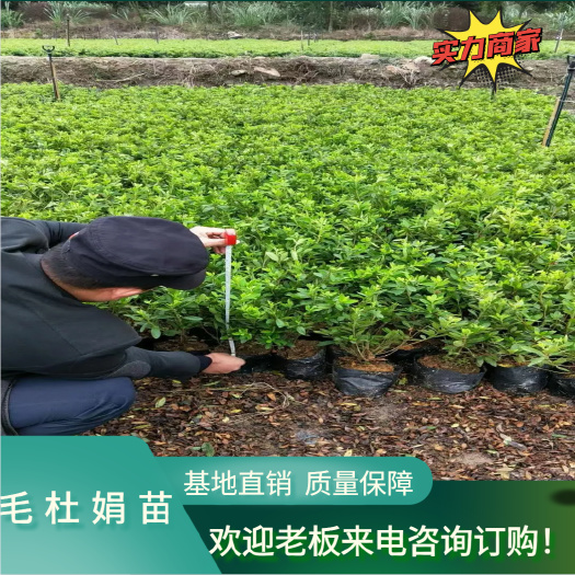 湖南郴州毛杜鹃苗 杜鹃工程绿化苗木 春鹃苗 基地直销