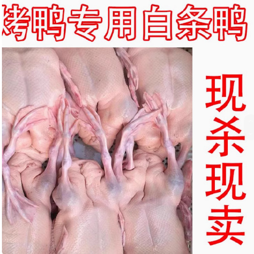 佛山广东新鲜现杀整只冷冻白条鸭光鸭广东烧鸭烧腊专用原材料批发