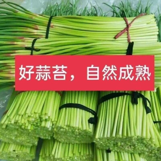 几十万亩大蒜种植基地，蒜苔大量上市大型连锁超市和社区团购电商