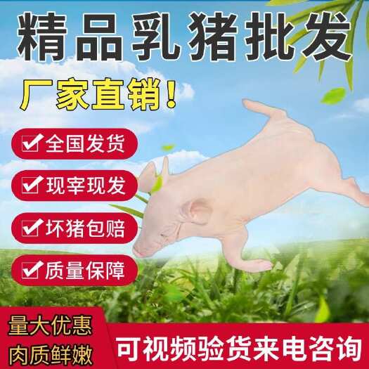 长沙乳猪整只新鲜冷冻乳猪烤乳猪3-40斤烧烤食材祭祀酒店商用小香