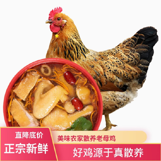老母鸡农家散养批发商用土鸡冷冻炖汤走地鸡淘汰蛋鸡新鲜现杀