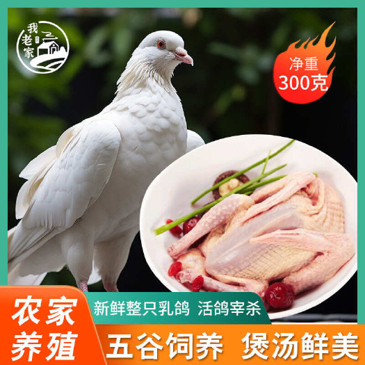 佛山广东乳鸽5到7两现杀新鲜妙龄鸽酒楼粤菜茶餐厅规格齐全批发