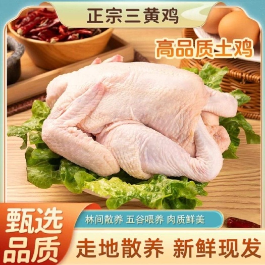 鲜香三黄鸡正宗三黄鸡散养童子鸡未开叫整只鸡新鲜现杀散养