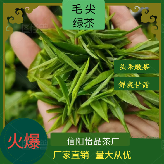 明前信阳毛尖新茶开园头采嫩芽手制精选鲜爽甘甜