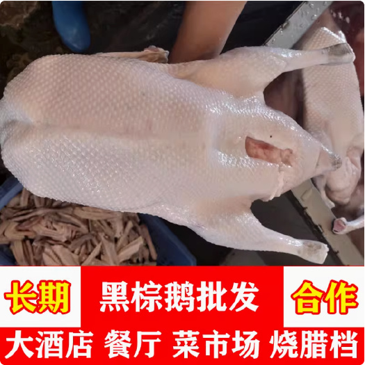 广东清远黑棕鹅新鲜速冻乌棕鹅棚鹅茶餐厅酒店烧腊烧鹅原材料