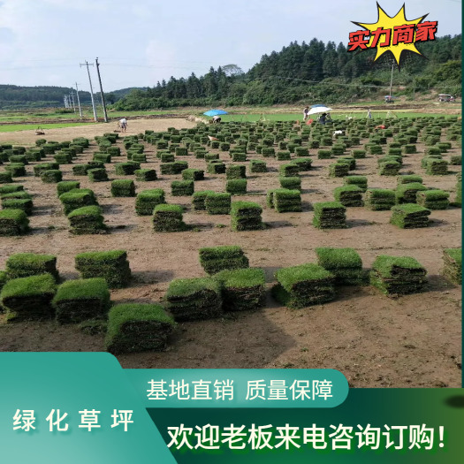 湖南郴州 绿化草坪 绿化草 基地直销 长期大量供应