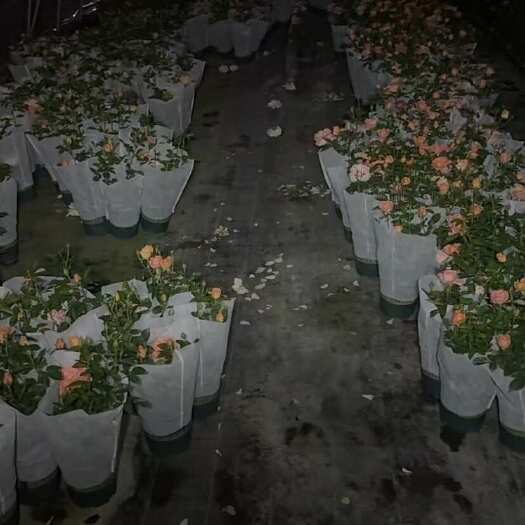1加仑果汁阳台淑女大量有货