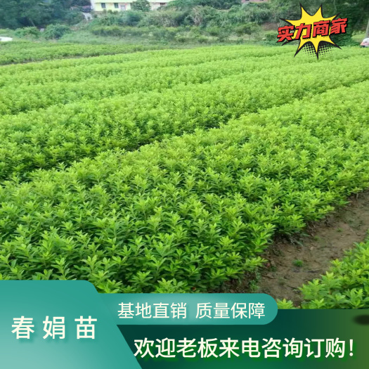 湖南郴州 毛杜鹃杯苗地苗 春鹃 规格齐全 基地直销