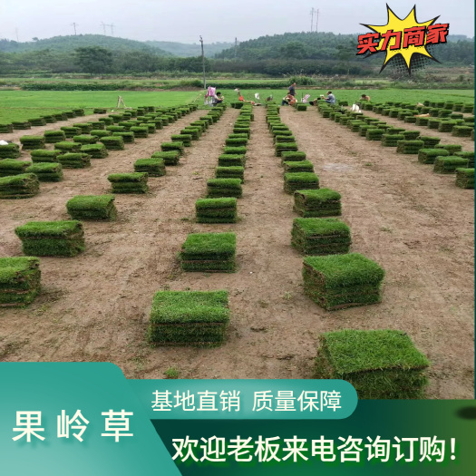湖南郴州果岭草百慕大混播草 基地直销 长期大量供应