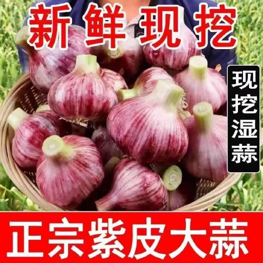 中牟县红皮蒜  早熟紫皮大蒜￼电商和大型连锁超市批发市贸易公司
