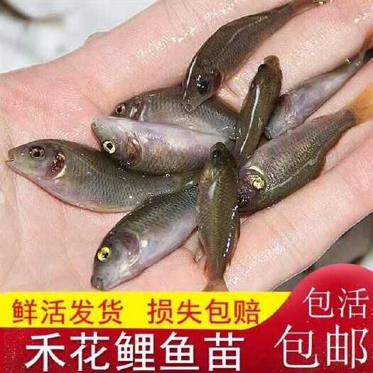 重庆市【热卖】鱼苗鲤鱼苗荷花鲤裸鲤苗规格齐全支持云贵川甘送货上门