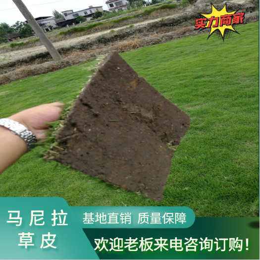 郴州草卷  草皮卷 马尼拉草皮 郴州青草皮 基地直销