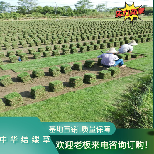郴州中华结缕草 绿化草坪 基地直销 长期大量供货 耐寒耐旱抗践踏