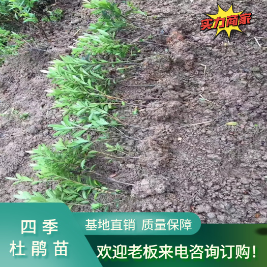 湖南郴州 四季杜鹃 春鹃杯苗工程苗，基地直销 长期大量供应