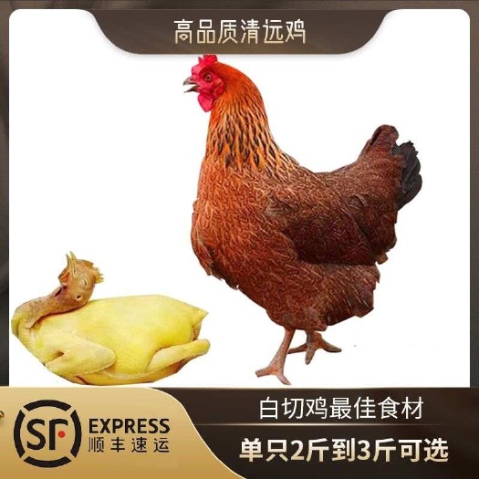 佛山鲜货清远鸡走地鸡清远鸡三黄鸡土鸡鸡走地鸡饭店食材