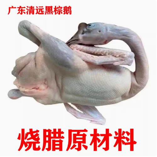 佛山广东清远黑棕鹅新鲜速冻乌棕鹅棚鹅茶餐厅酒店烧腊烧鹅原材料