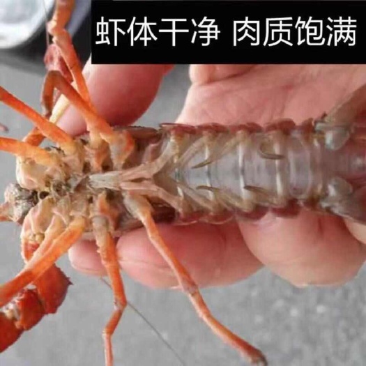 洪湖市【推荐】湖北潜江清水小龙虾大红6789不封顶保质保量量大批发