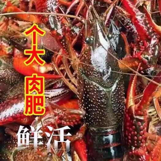 洪湖市【推荐】洪湖小龙虾整箱批发鲜活清水虾淡水虾青红虾活虾30斤