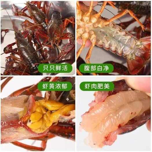 洪湖市【热卖】潜江监利优质小龙虾各种规格均有保质保量量大批发