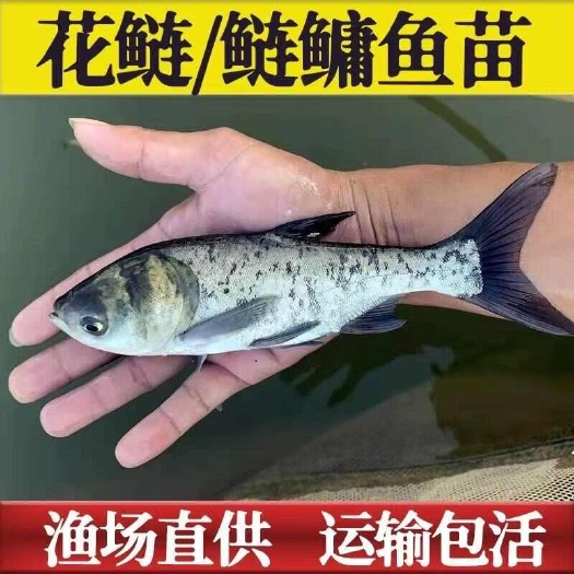 花鲢鱼大头鱼苗淡水养殖食用胖头鱼半斤鲢鳙鱼苗小鱼苗雄鱼苗批发