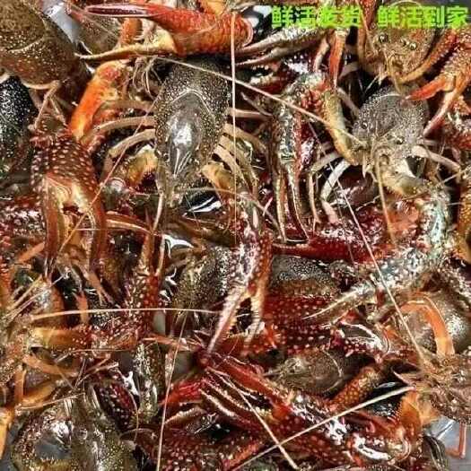 洪湖市【热卖】湖北洪湖清水小龙虾小青2.6-4一手货源保质保量批发