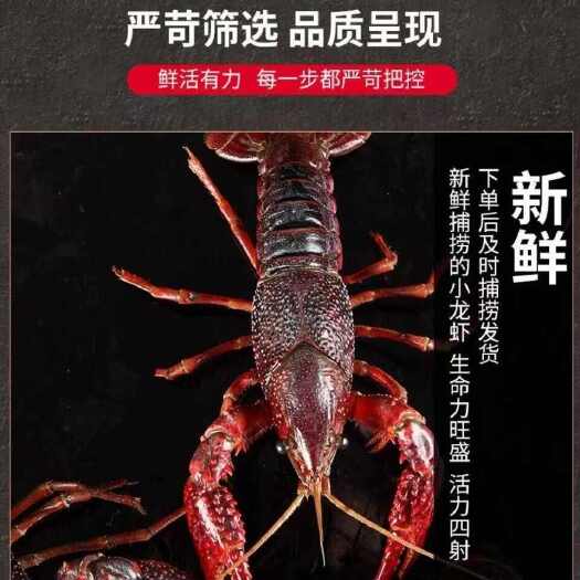 洪湖市【热卖】湖北洪湖小龙虾大青6789不封顶保质保量量大批发一手