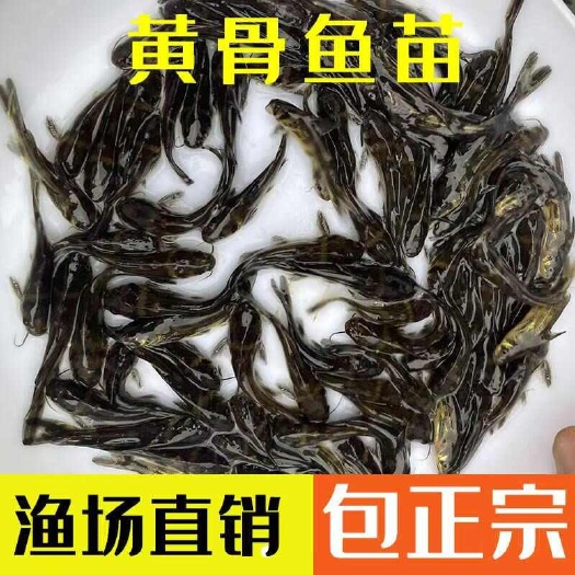 【包活】黄辣丁批发黄骨鱼苗黄鸭叫昂刺鱼保质保量云贵川甘送上门