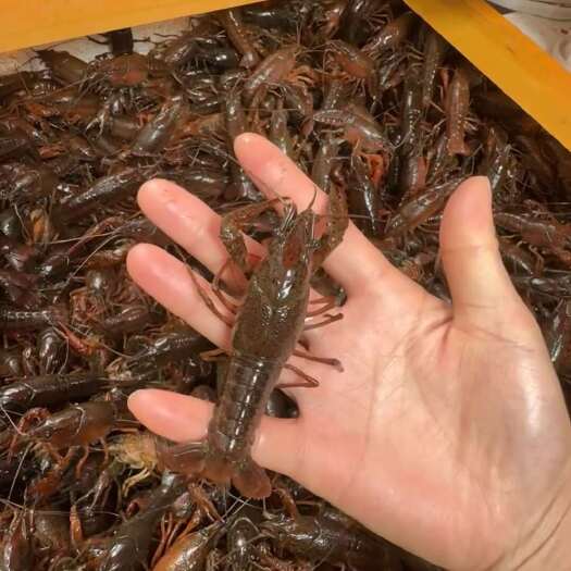 洪湖市洪湖深水虾口感好优质小龙虾红虾