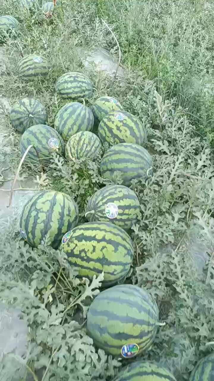 云南甜王西瓜